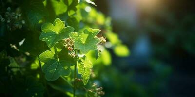 edera fiore casa giardino decorazione, copia spazio sfocato sfondo, ai generato foto