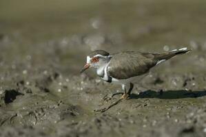 tre banded piviere.charadrius tricollare, kruger nazionale parco, Sud Africa. foto