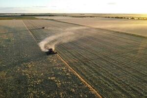 Grano raccogliere nel il argentino campagna, la pampa Provincia, patagonia, argentina. foto