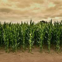 campo di mais nel buenos arie Provincia, argentina foto