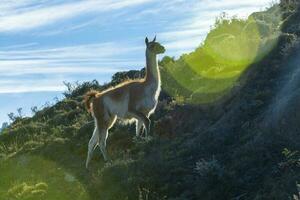 guanaco nel torres del paine nazionale parco, patagonia, chile. foto