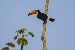 toco tucano, nel foresta ambiente, pantanal, brasile foto