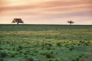 rurale paesaggio, la pampa , argentina foto