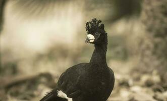 spoglio affrontato curassow, nel un' giungla ambiente, pantanal brasile foto