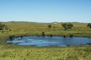 acqua bufalo, bubalus bubalis, nel pampasd paesaggio, la pampa Provincia, patagonia. foto
