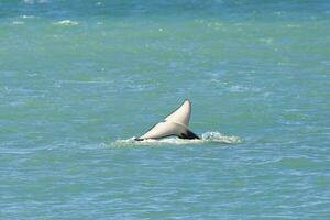 orca pallonetto pedinamento su il superficie, penisola Valdes, patagonia argentina foto