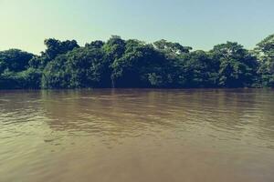 pantanal foresta ecosistema, mamato grosso, brasile foto