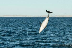 tetro delfino saltare, penisola Valdes, Patagonia, Argentina foto