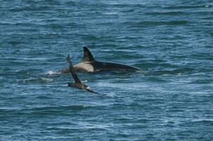 orca attaccare mare leoni, patagonia argentina foto