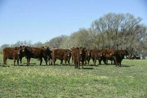 bestiame raccolta nel pampa campagna, la pampa Provincia, argentina. foto