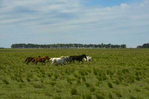 mandria di cavalli nel il campagna, la pampa Provincia, patagonia, argentina. foto