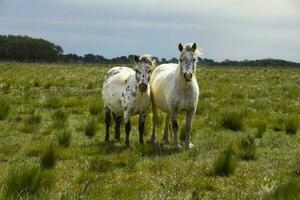mandria di cavalli nel il campagna, la pampa Provincia, patagonia, argentina. foto