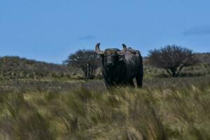 acqua bufalo, bubalus bubalis, specie introdotto nel argentina, la pampa Provincia, patagonia. foto