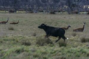 acqua bufalo, bubalus bubalis, specie introdotto nel argentina, la pampa Provincia, patagonia. foto