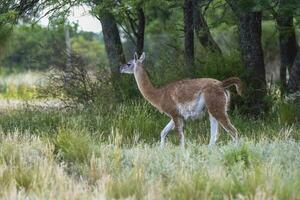 lama animale, , nel pampa prateria ambiente, la pampa Provincia, patagonia, argentina foto