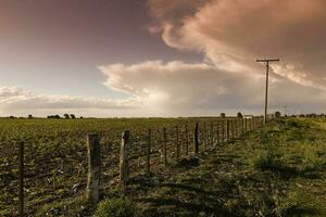 argentino campagna paesaggio, la pampa Provincia, patagonia, argentina. foto