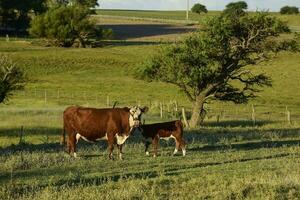 bestiame raccolta con naturale pascoli nel pampa campagna, la pampa provincia, patagonia, argentina. foto