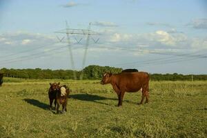 bestiame raccolta con naturale pascoli nel pampa campagna, la pampa provincia, patagonia, argentina. foto