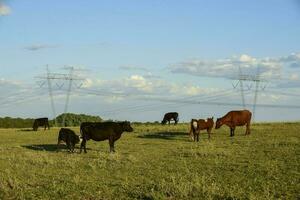 bestiame raccolta con naturale pascoli nel pampa campagna, la pampa provincia, patagonia, argentina. foto