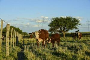 bestiame raccolta con naturale pascoli nel pampa campagna, la pampa provincia, patagonia, argentina. foto