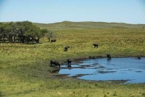 acqua bufalo, bubalus bubalis, nel pampasd paesaggio, la pampa Provincia, patagonia. foto