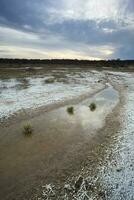 salnitro su il pavimento di un' laguna nel un' semi deserto ambiente, la pampa Provincia, patagonia, argentina. foto