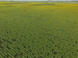 girasole coltivazione, aereo Visualizza, nel pampa regione, argentina foto