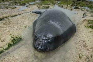 elefante sigillo, penisola Valdes, unesco mondo eredità luogo, patagonia, argentina foto