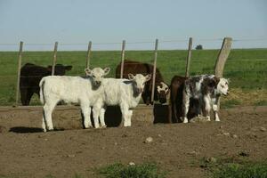 bianca shorthorn vitello , nel argentino campagna, la pampa Provincia, patagonia, argentina. foto