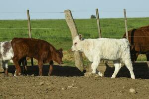 bianca shorthorn vitello , nel argentino campagna, la pampa Provincia, patagonia, argentina. foto