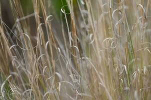 erba struttura astratto modelli, esplorando il essenza di astratto prateria foto