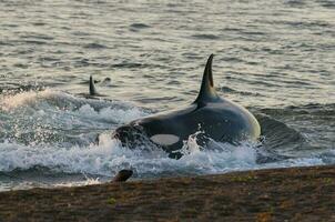 orca attaccare mare leoni, patagonia argentina foto