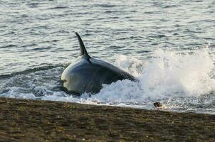 orca caccia mare leoni, patagonia , argentina foto