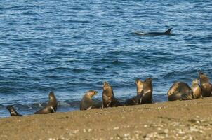 orca caccia mare leoni, patagonia , argentina foto