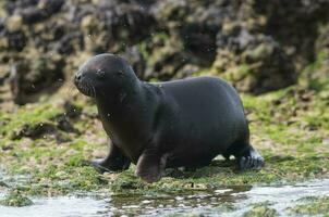 bambino mare Leone , patagonia argentina foto