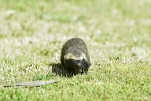 poco grigione, mustelide quello vite nel Sud America foto