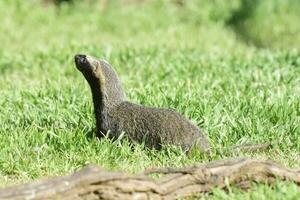 poco grigione, mustelide quello vite nel Sud America foto