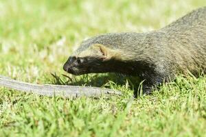 poco grigione, mustelide quello vite nel Sud America foto