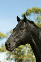 nero allevamento cavallo, ritratto, la pampa Provincia, patagonia, argentina. foto