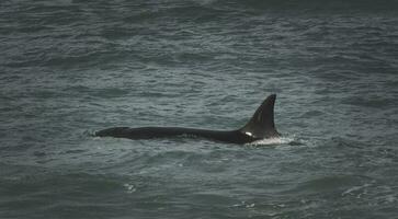 orche a caccia mare leoni, patagonia , argentina foto