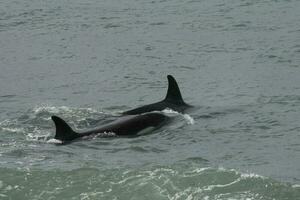 orche a caccia mare leoni, patagonia , argentina foto