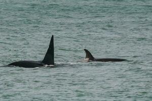 orca attaccare mare leoni, patagonia argentina foto