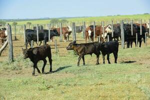 mucche sollevato con naturale erba, argentino carne produzione foto
