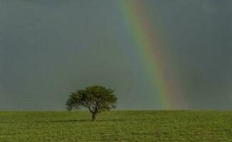 pampa pianura arcobaleno paesaggio, argentina foto