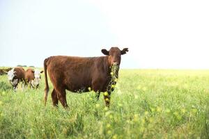 mucche sollevato con naturale erba, argentino carne produzione foto