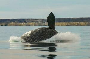 meridionale giusto balena, salto comportamento, puerto madryn, patagonia, argentina foto