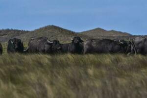 acqua bufalo, bubalus bubalis, specie introdotto nel argentina, la pampa Provincia, patagonia. foto