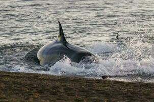 orca attaccare mare leoni, patagonia argentina foto