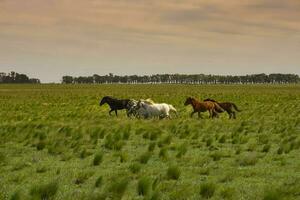 mandria di cavalli nel il campagna, la pampa Provincia, patagonia, argentina. foto