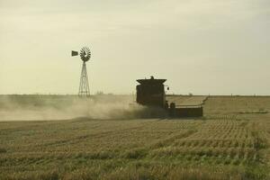 mietitore macchina, raccolta nel il argentino campagna, buenos arie Provincia, argentina. foto